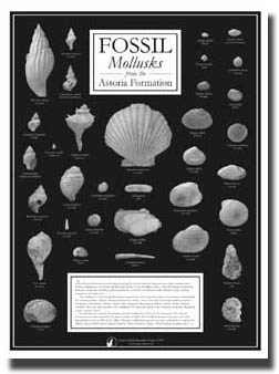 Photo shows our NEW Mollusk Fossils from the Astoria Formation - Poster - Black and White, 18 x 24 - $10.00.  This poster is now available featuring 34 high quality black and white photos of some of the more common mollusks that can be found in the Astoria Formation (Miocene) along the Central Oregon Coast. It will also serve you well as a preview of your field trips to the Newport area, tidepooling for fossils and beachcombing, in conjunction with our educational kit for a fantastic Oregon fossils learning tool to be used by home schoolers as well as educators in the school system network.  In Stock for immediate shipping.  Buy it NOW and SAVE while supplies last!