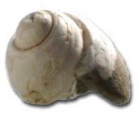 Photo of Polinices canalis, a sample fossilized moonsnail from one of our educational units.