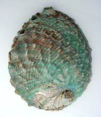 Click here to see the interior of which is nacreous, sometimes iridescent; blue green with some brownish gold tones often with large muscle scars. Natural small to large, round to oval, spiral, depressed, ear-shaped, with small flattened spire.  Large, saucer-shaped body whorl.  Surface is often crusty greenish brown to brown with rough axial or spiral lines, ribs or folds.  Row of round or oval holes along left margin; some earlier ones may be closed. aka:  Haliotis fulgens, Abalones, ear Shells, Ormers.  Family:  Haliotidae  Sole genus:  Haliotis - Abalone Seashells Sea Shell Abalones. Limited to stock on hand...Order NOW and Save!