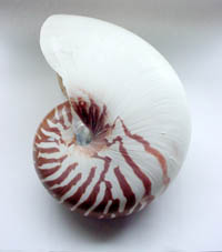 Photo shows a 7 inch - typical sample of the natural, commercial grade large natural chambered nautilus sea shells, very affordable and imperfect. Great specimens for the beginning collector or home decor. Like people shells may show signs of age - scars, blemishes and or chips.  Closeout stock is limited - Call now to order
