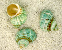 Banded Silver Mouth Green Turbo Shells - TURBO ARGYSTROMA - Origin: Indo Pacific - Size: 1 1/2 inches average
