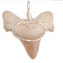 Large extinct Lamna sp from Sahara, Morocco, Africa, wire wraped sharks tooth pendant.