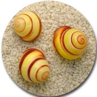 Sample here shows our Banded Yellow Land Snail Shells. Gorgeous yellow snails with tan stripes 3/4 - 1 inch or Yellow Land Snail 5/8 - 7/8 inch.